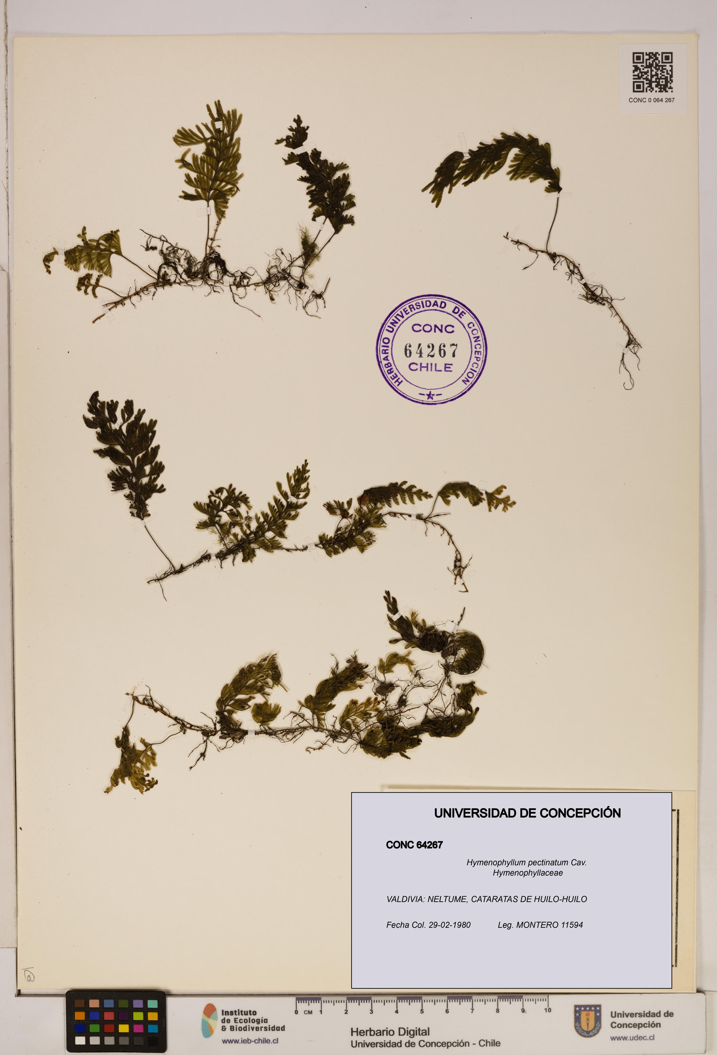 Hymenophyllum pectinatum [Espécimen: ]