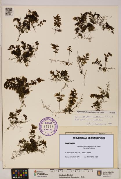 Hymenophyllum peltatum [Espécimen: ]
