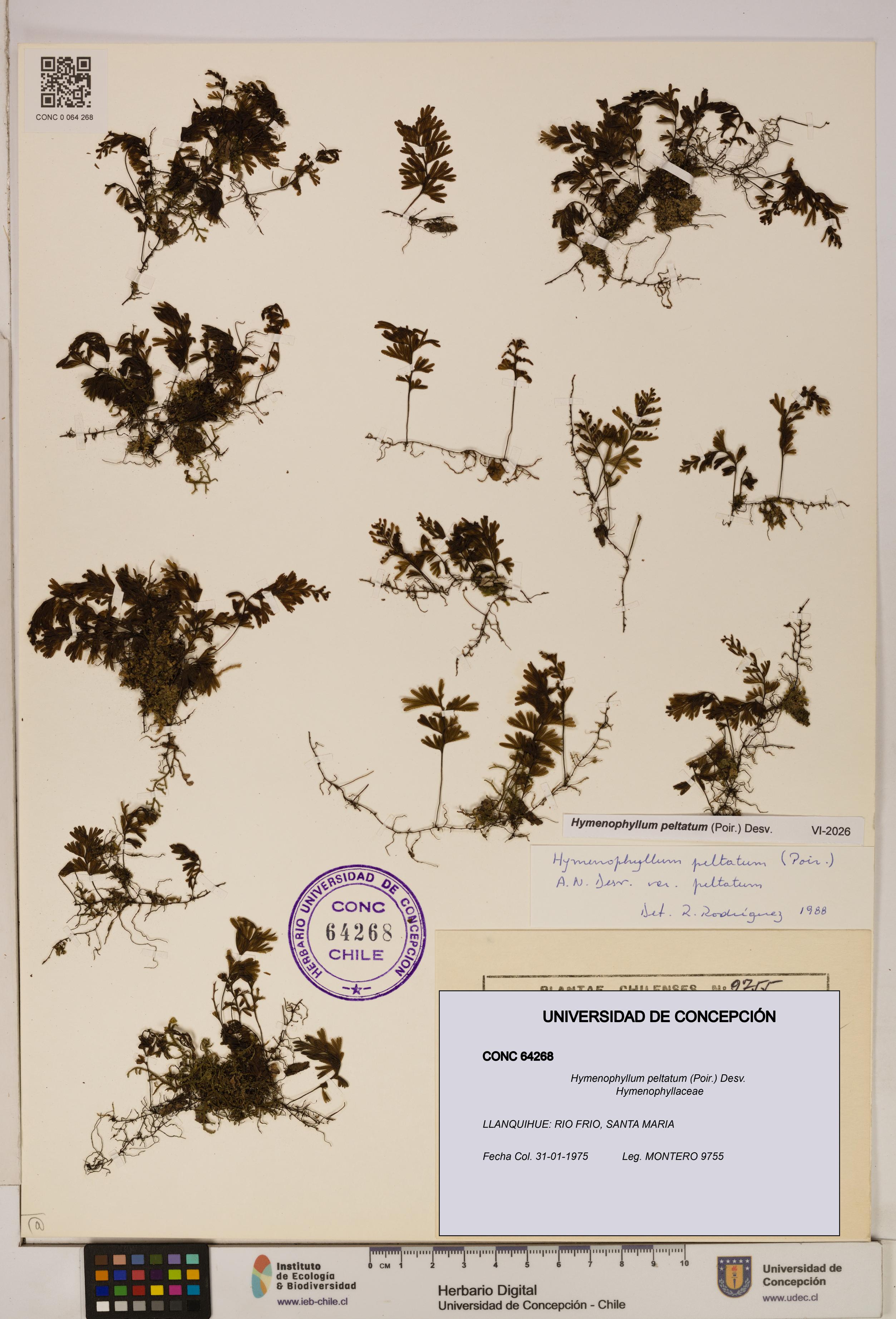 Hymenophyllum peltatum [Espécimen: ]
