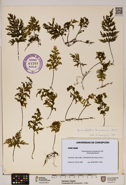 Hymenophyllum krauseanum [Espécimen: ]