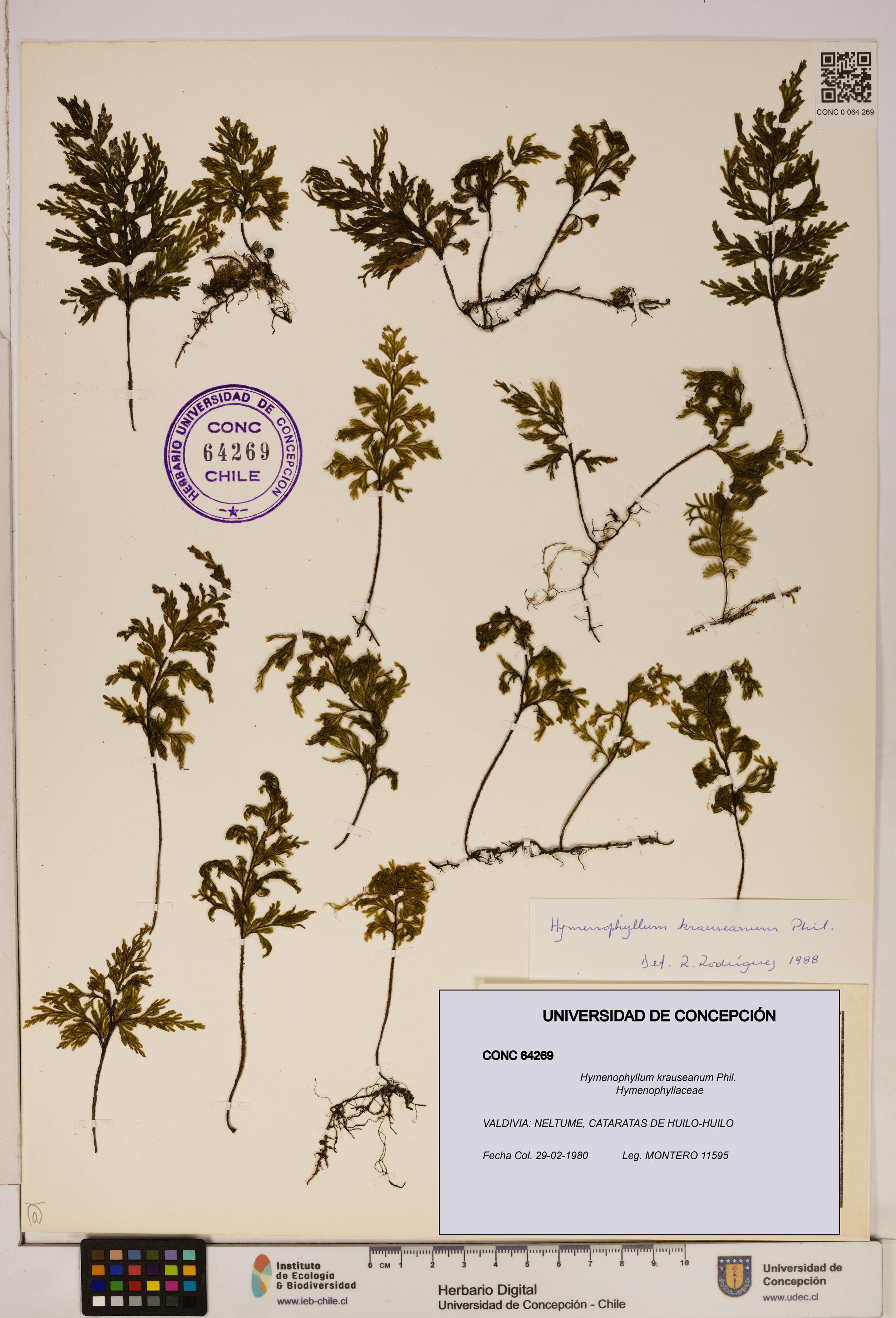Hymenophyllum krauseanum [Espécimen: ]