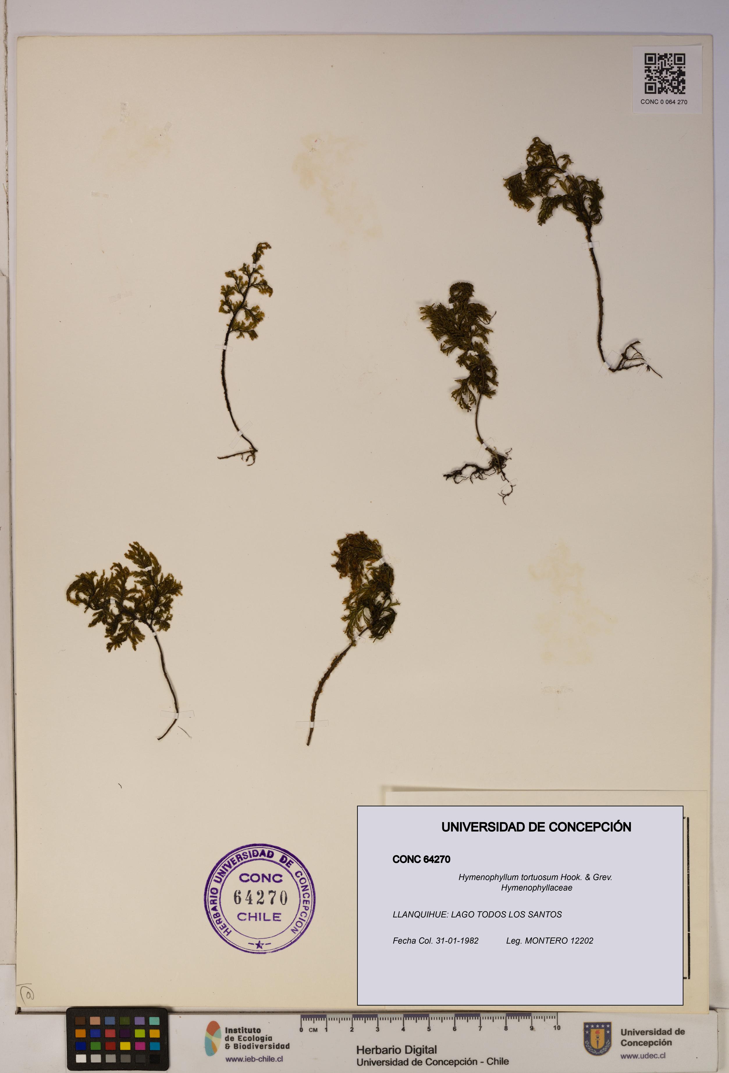 Hymenophyllum tortuosum [Espécimen: ]