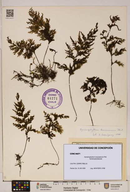 Hymenophyllum krauseanum [Espécimen: ]