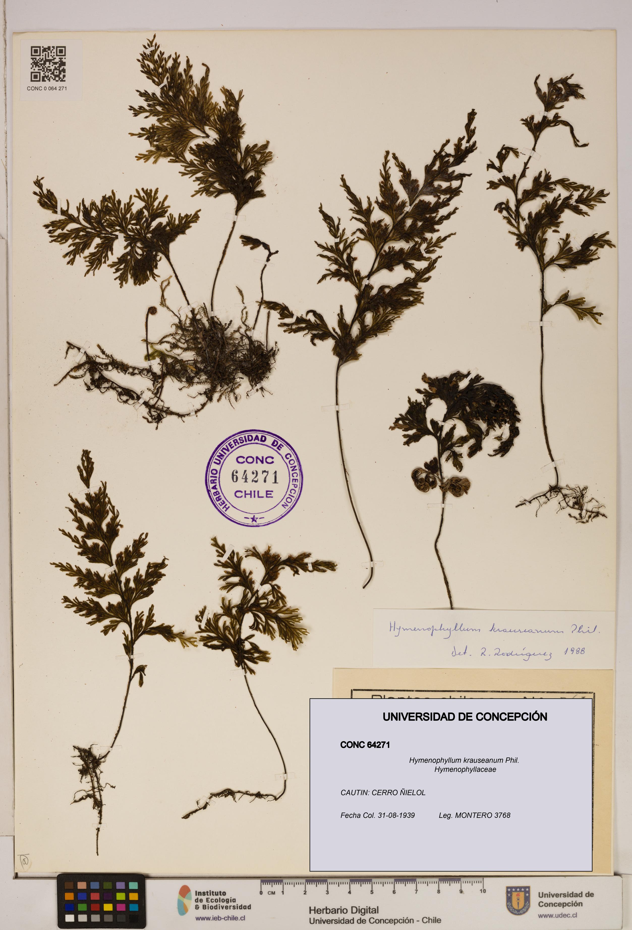Hymenophyllum krauseanum [Espécimen: ]