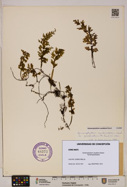 Hymenophyllum caudatum [Espécimen: UDEC:CONC:0064272]