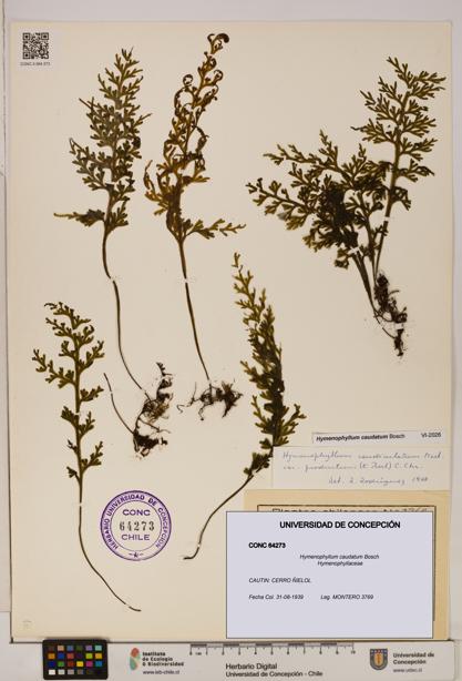 Hymenophyllum caudatum [Espécimen: UDEC:CONC:0064273]