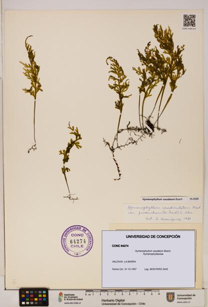 Hymenophyllum caudatum [Espécimen: UDEC:CONC:0064274]