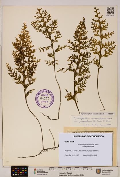 Hymenophyllum caudatum [Espécimen: UDEC:CONC:0064275]
