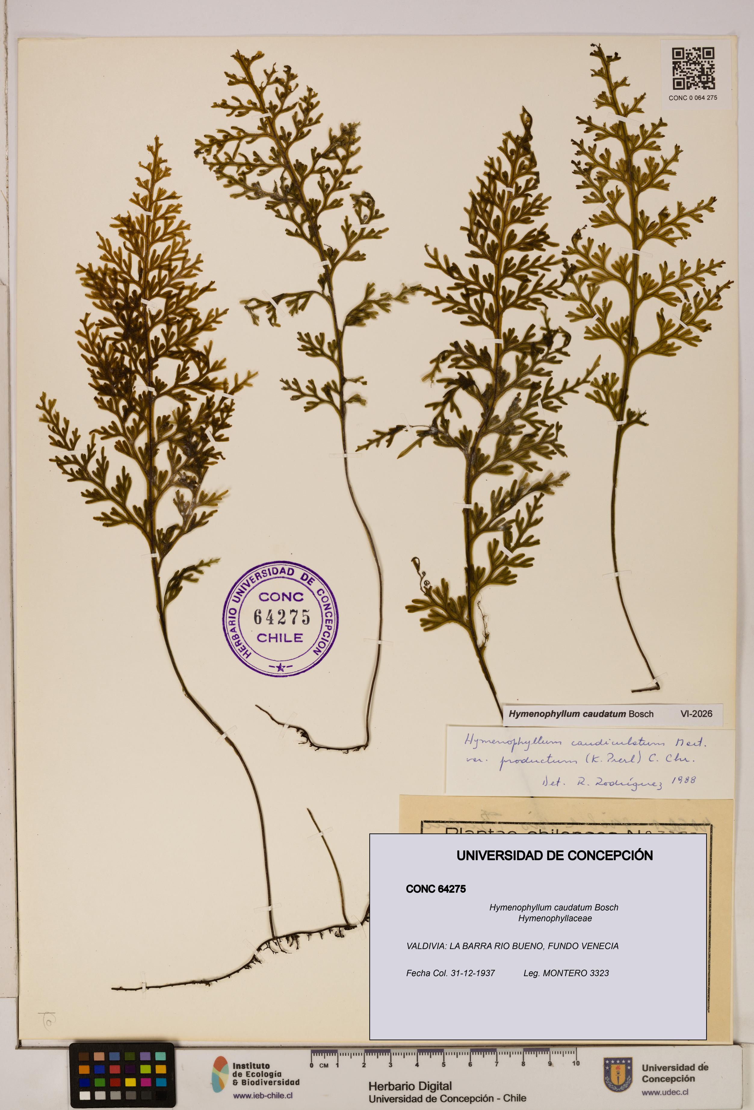 Hymenophyllum caudatum [Espécimen: UDEC:CONC:0064275]