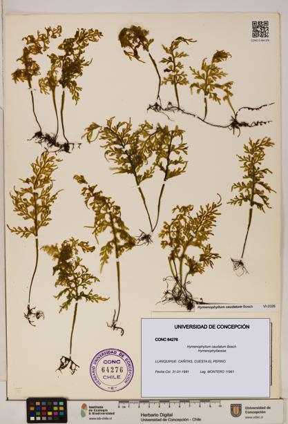 Hymenophyllum caudatum [Espécimen: UDEC:CONC:0064276]