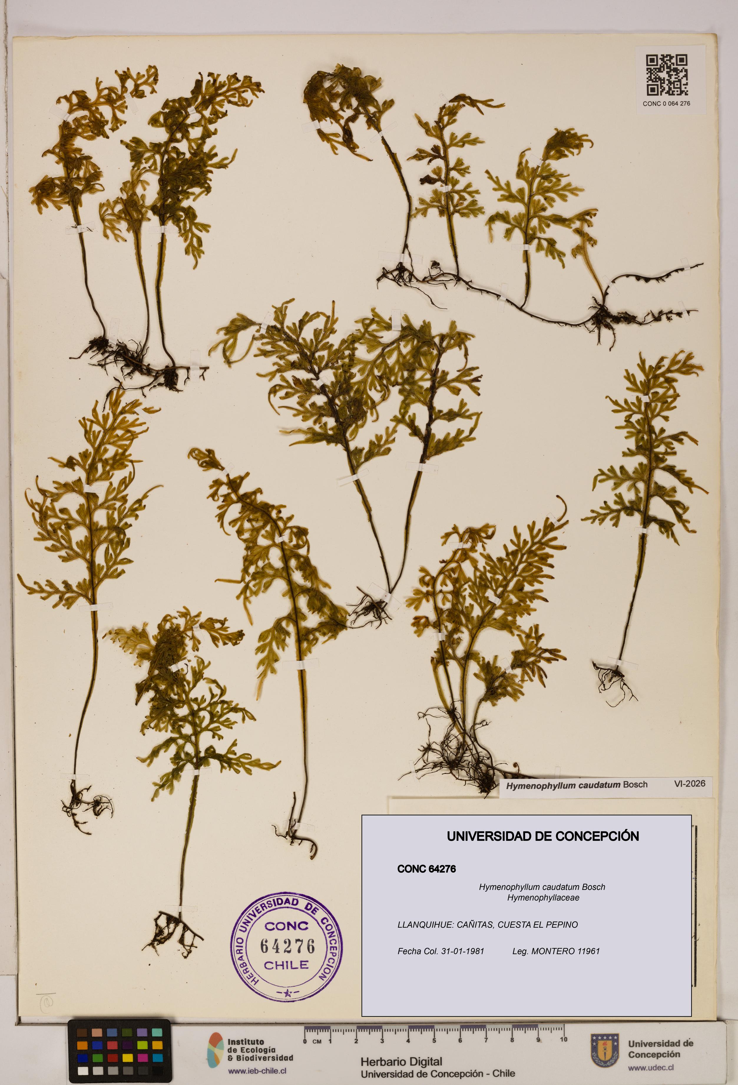 Hymenophyllum caudatum [Espécimen: UDEC:CONC:0064276]