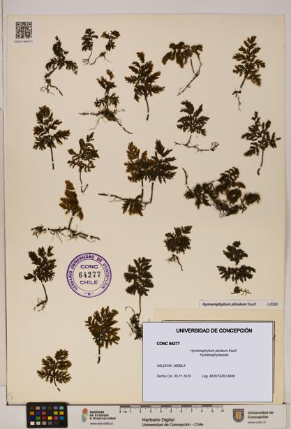 Hymenophyllum plicatum [Espécimen: ]