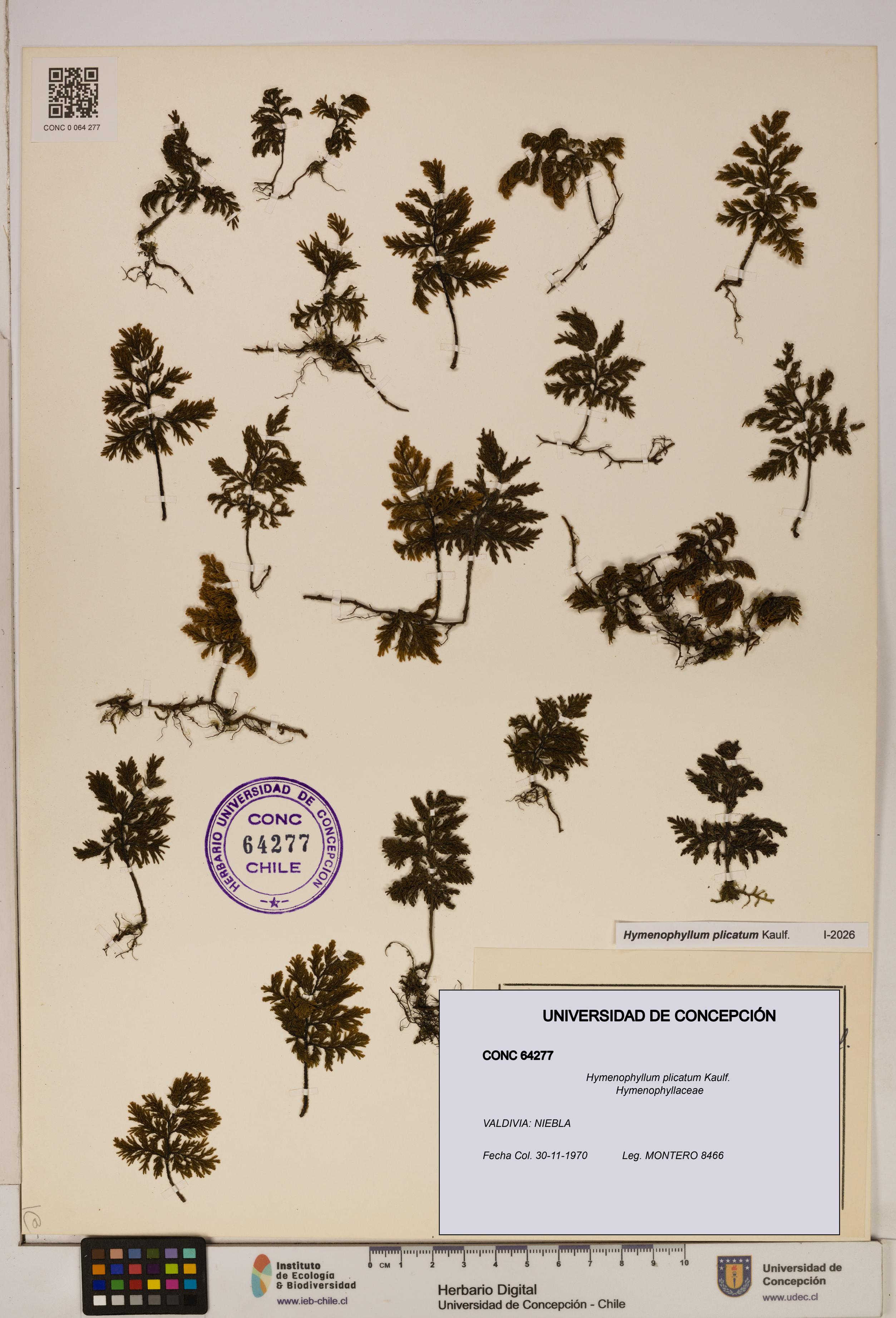 Hymenophyllum plicatum [Espécimen: ]