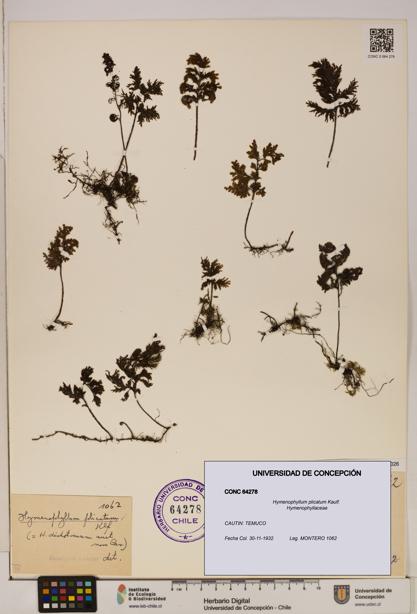 Hymenophyllum plicatum [Espécimen: ]