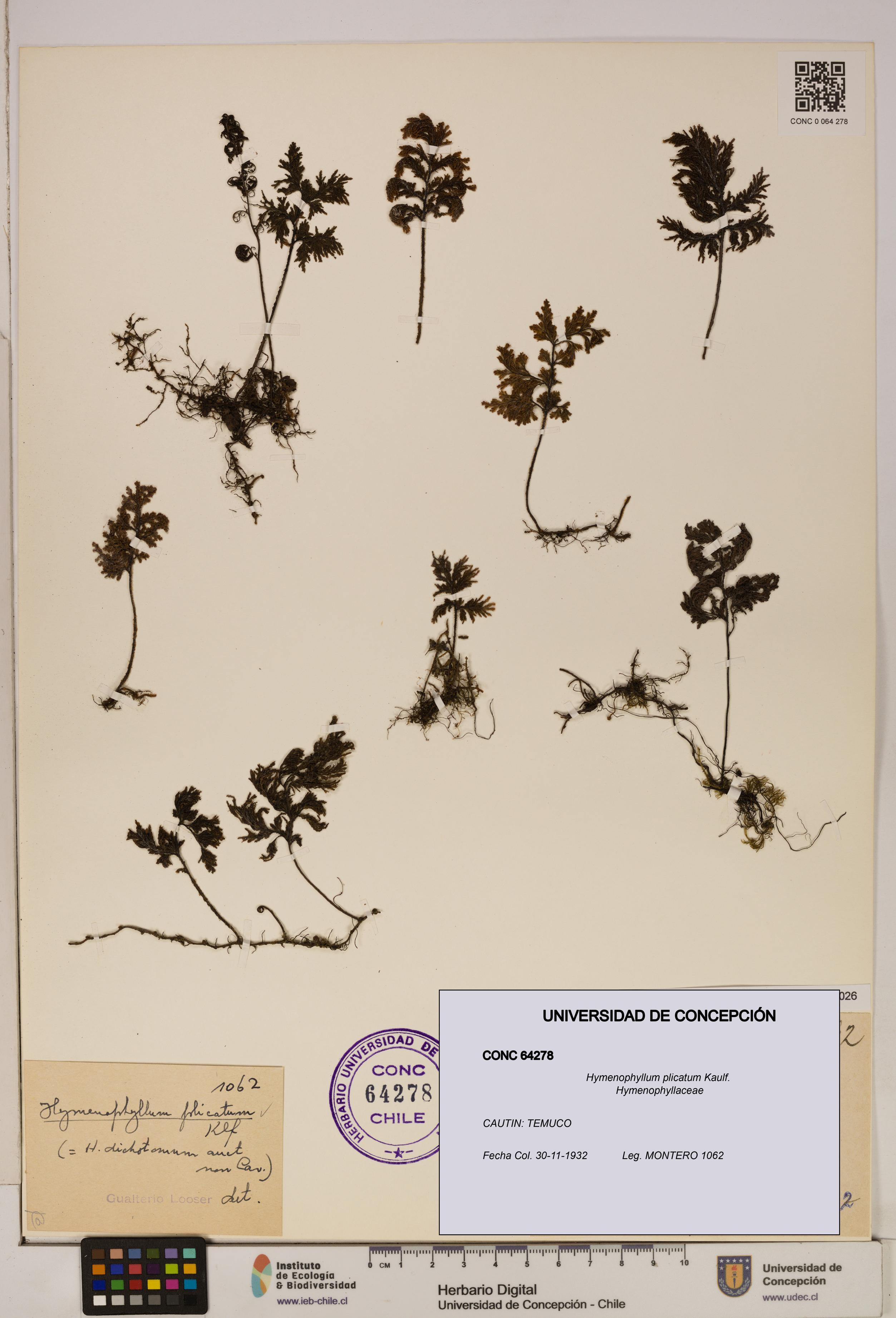 Hymenophyllum plicatum [Espécimen: ]