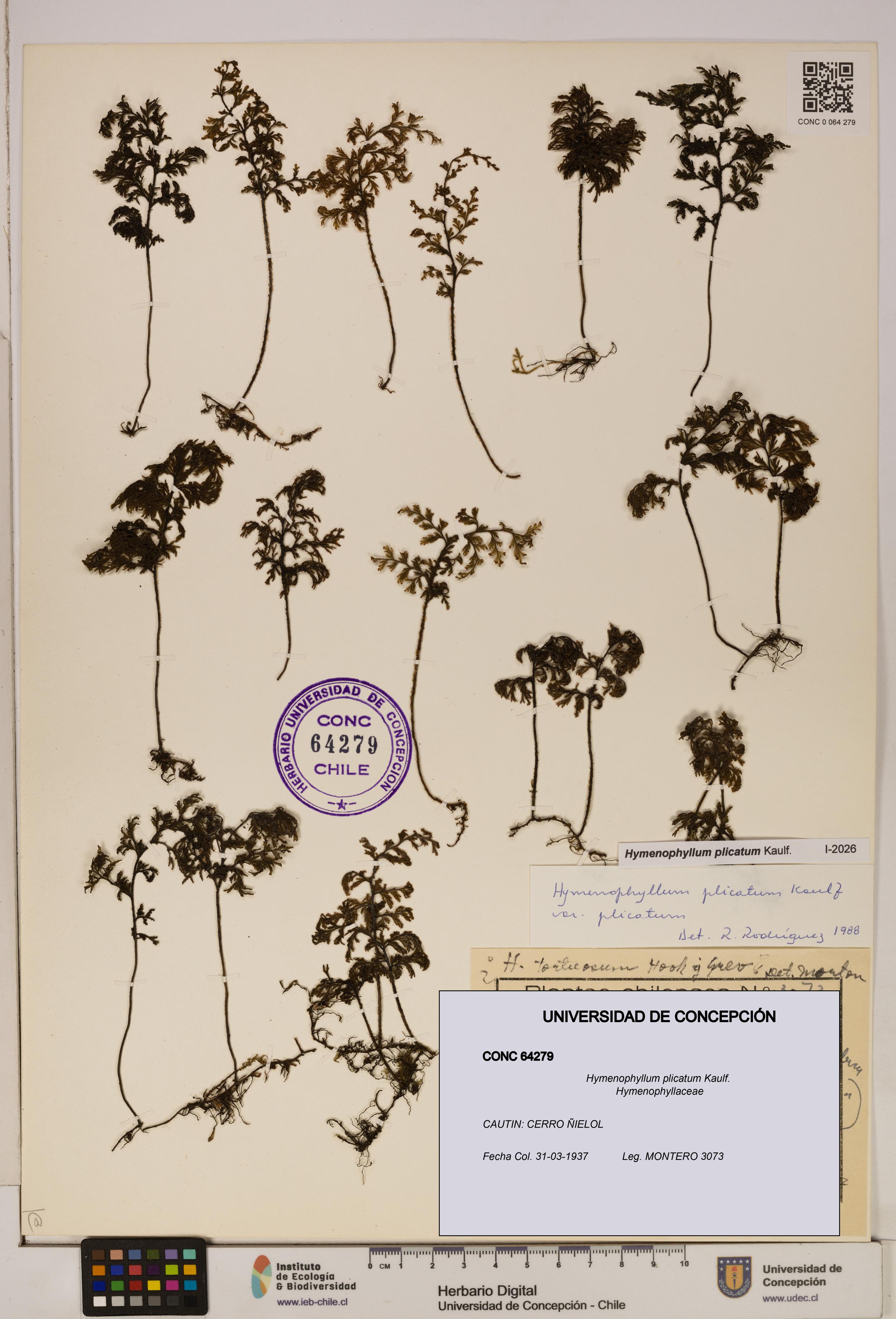 Hymenophyllum plicatum [Espécimen: ]