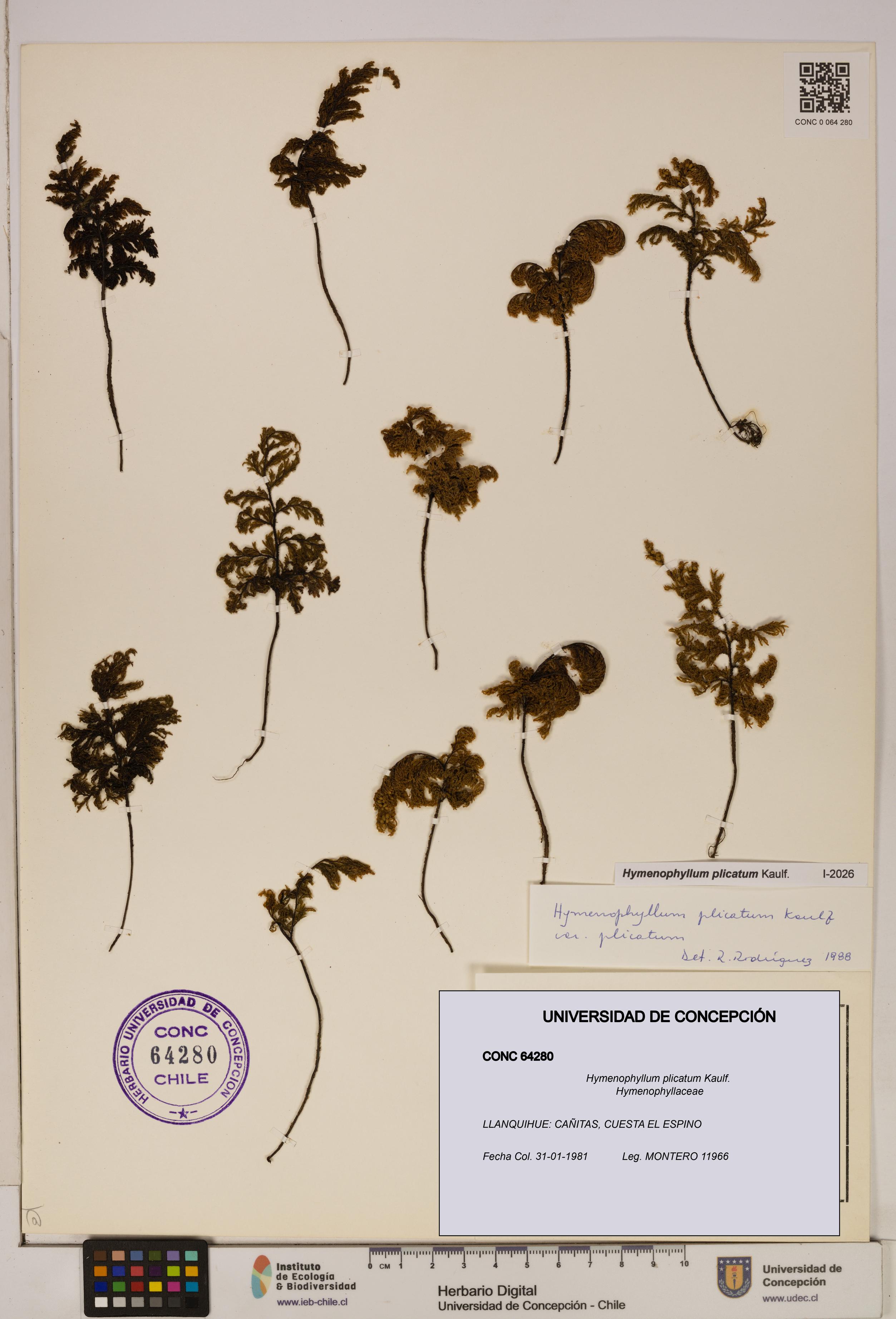 Hymenophyllum plicatum [Espécimen: ]