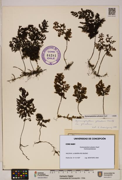 Hymenophyllum plicatum [Espécimen: ]