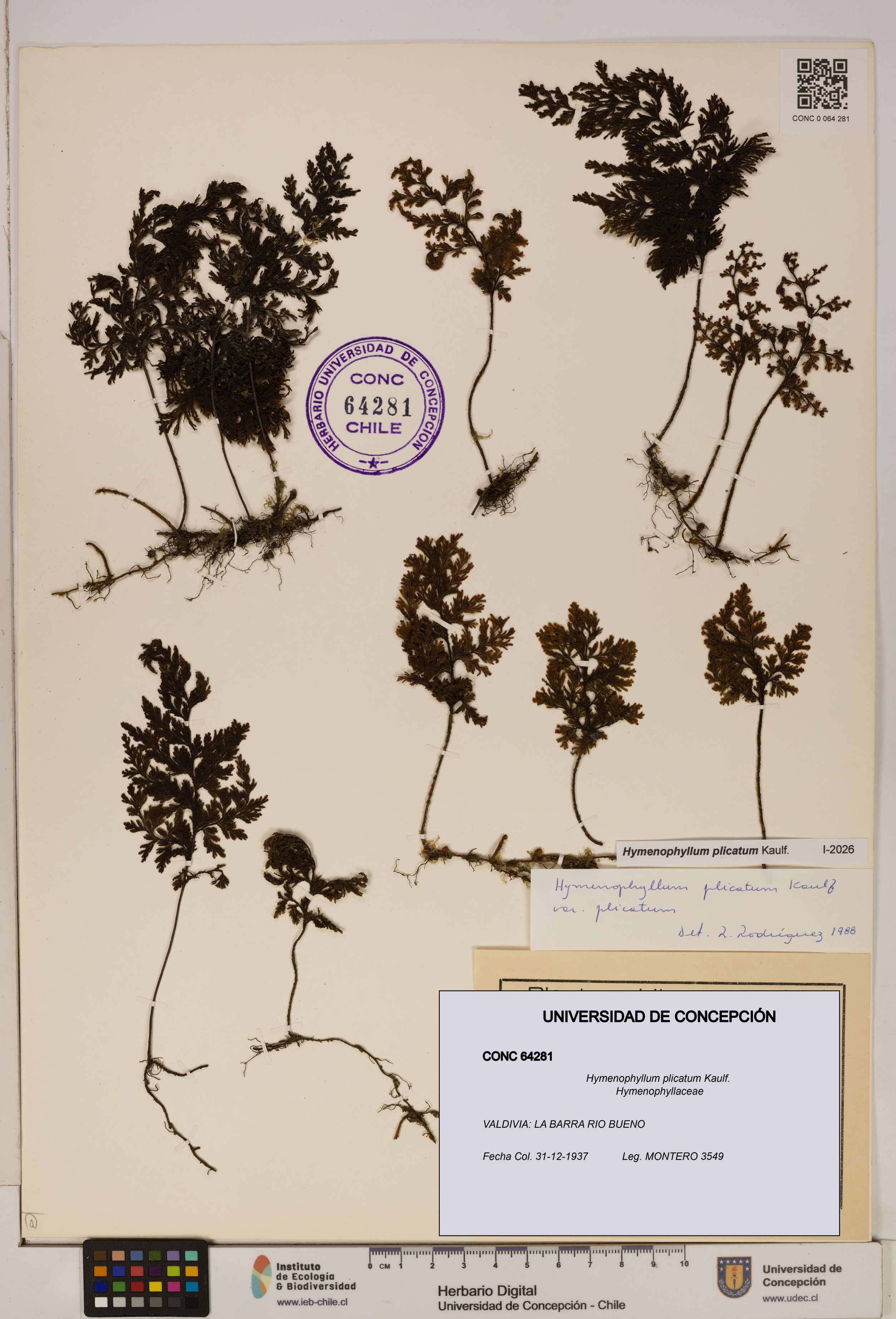 Hymenophyllum plicatum [Espécimen: ]