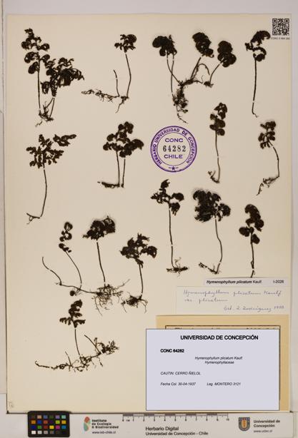 Hymenophyllum plicatum [Espécimen: ]