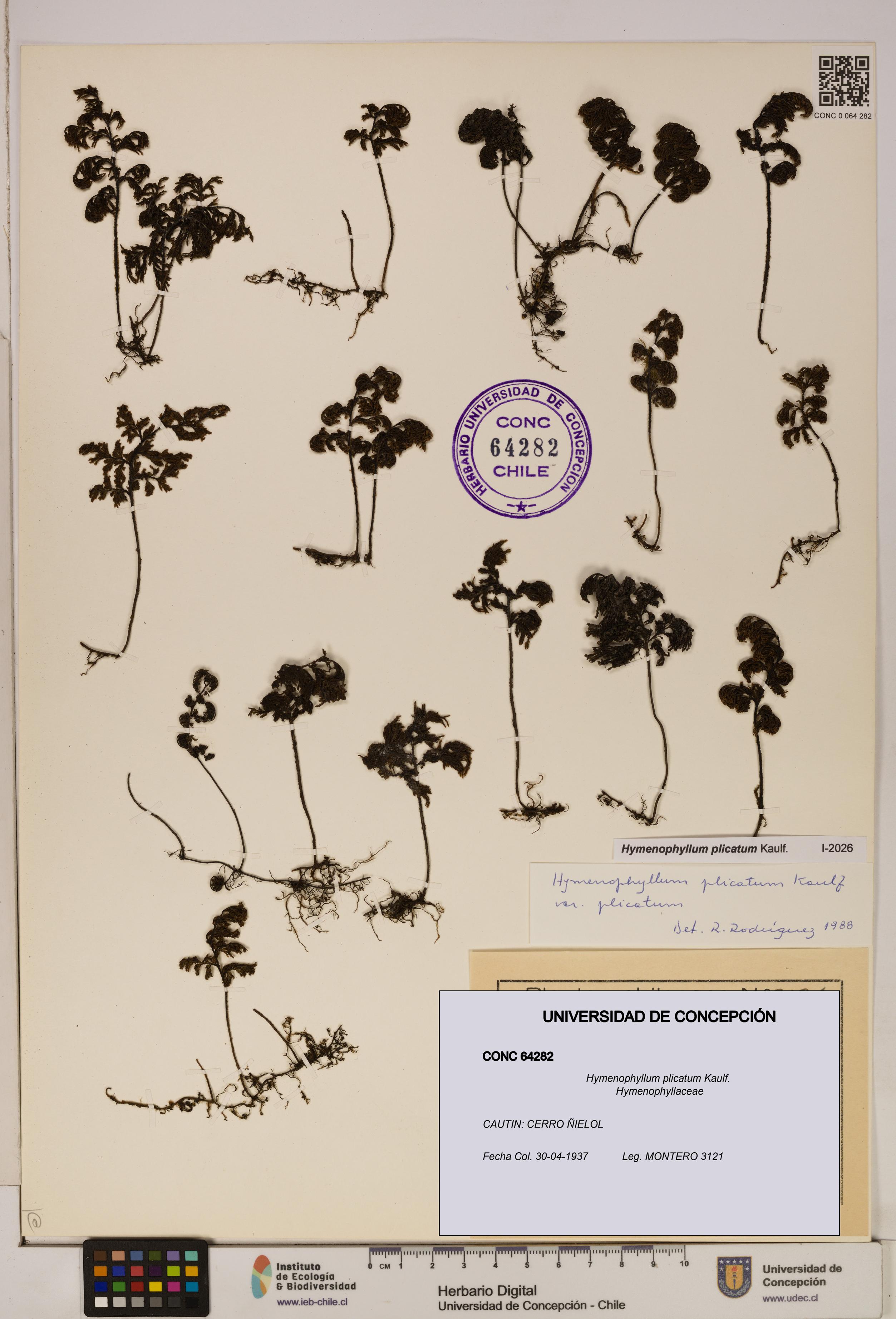 Hymenophyllum plicatum [Espécimen: ]