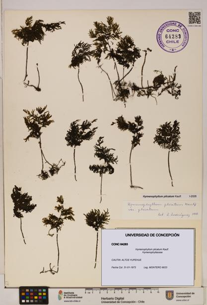 Hymenophyllum plicatum [Espécimen: ]