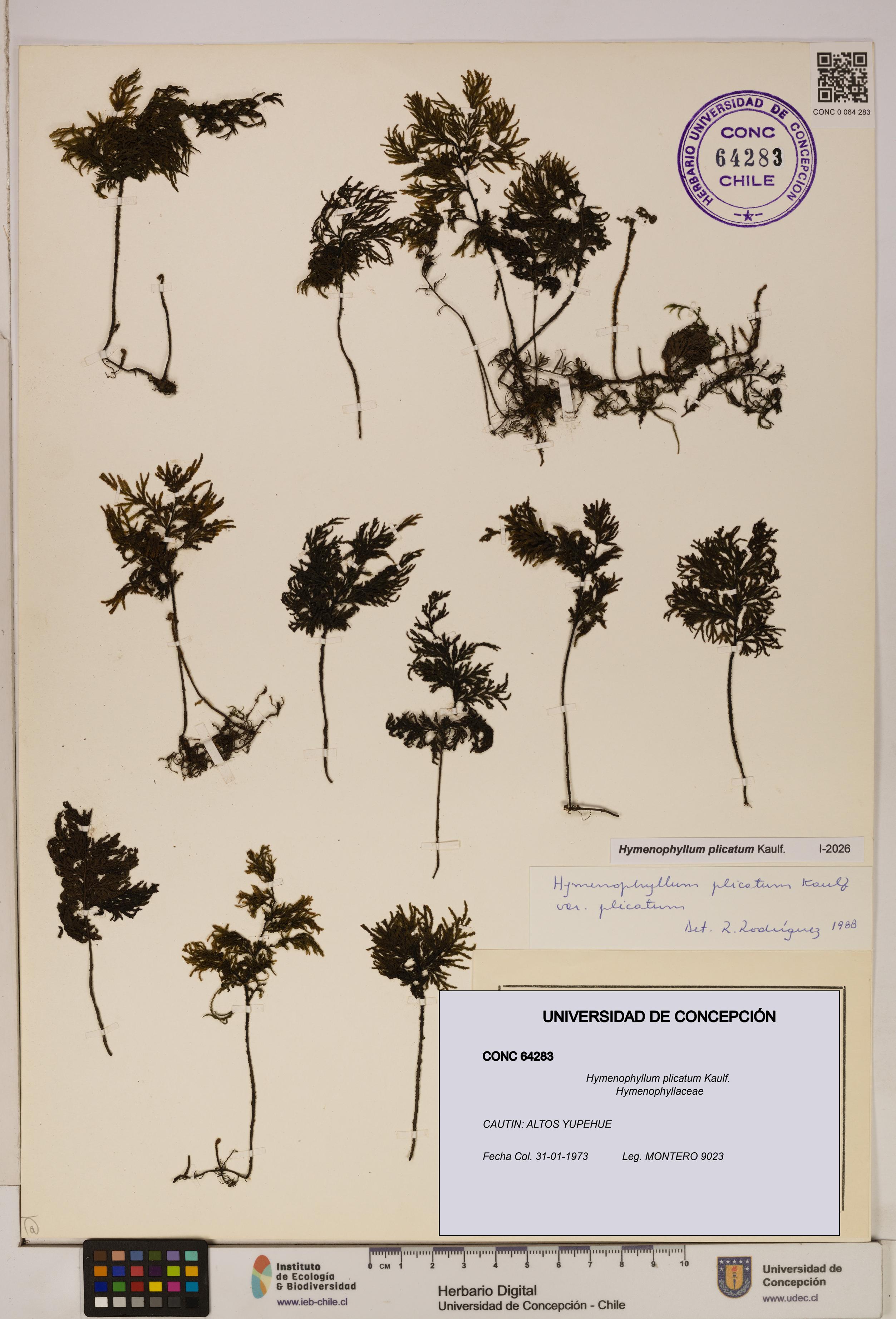 Hymenophyllum plicatum [Espécimen: ]