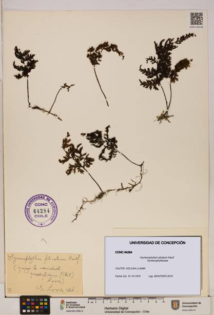 Hymenophyllum plicatum [Espécimen: ]