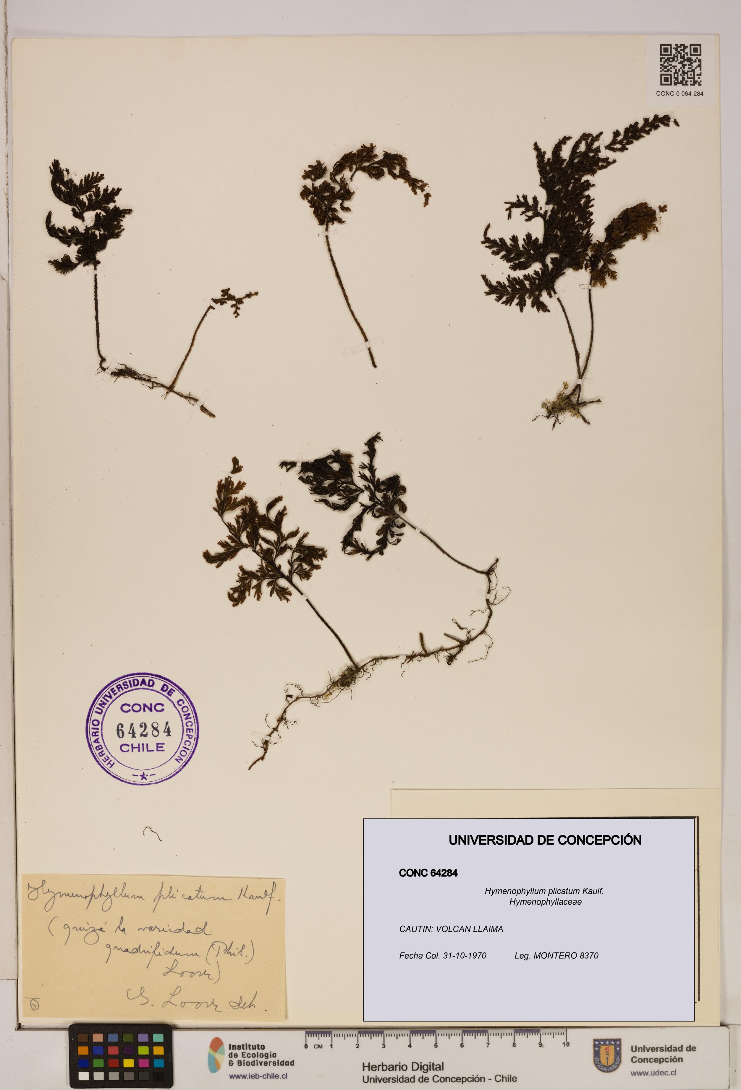 Hymenophyllum plicatum [Espécimen: ]