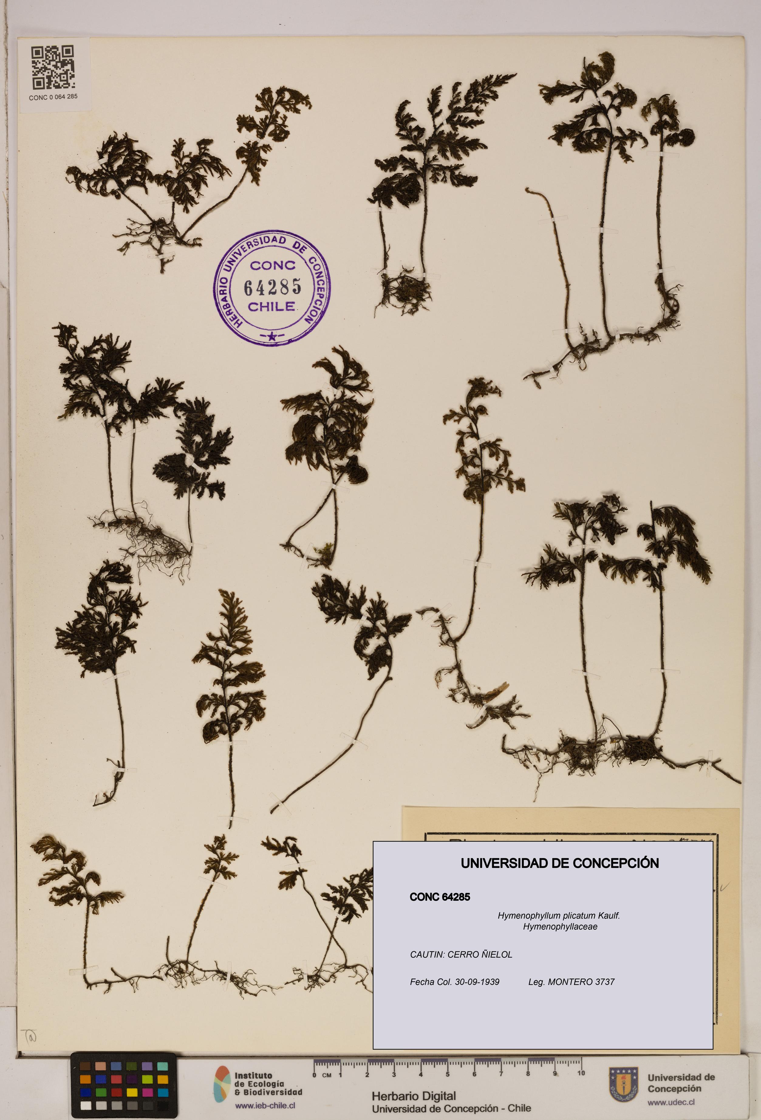Hymenophyllum plicatum [Espécimen: ]