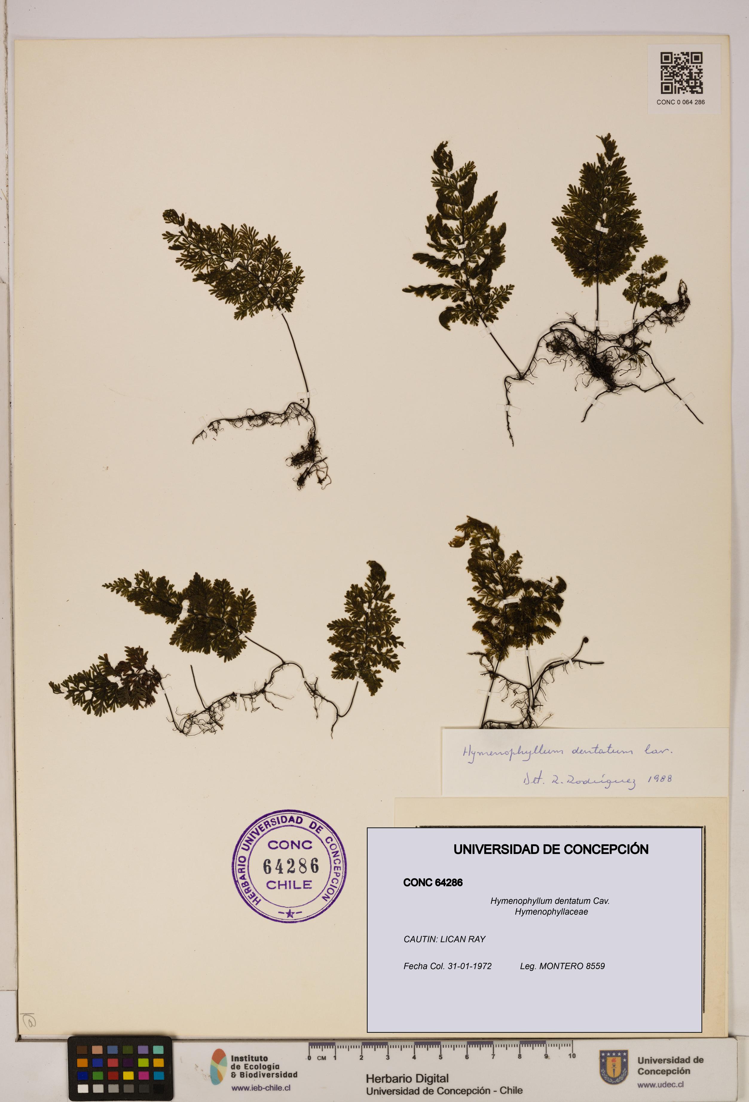 Hymenophyllum dentatum [Espécimen: UDEC:CONC:0064286]