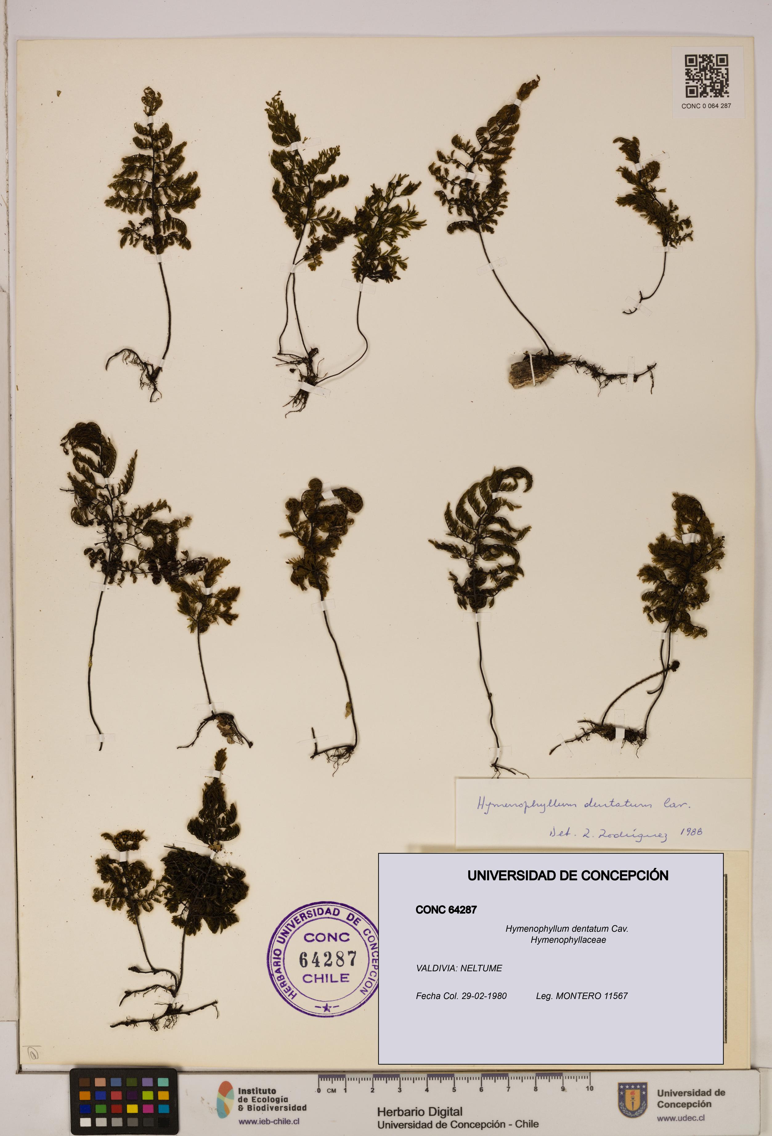 Hymenophyllum dentatum [Espécimen: UDEC:CONC:0064287]