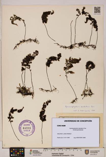 Hymenophyllum dentatum [Espécimen: UDEC:CONC:0064288]