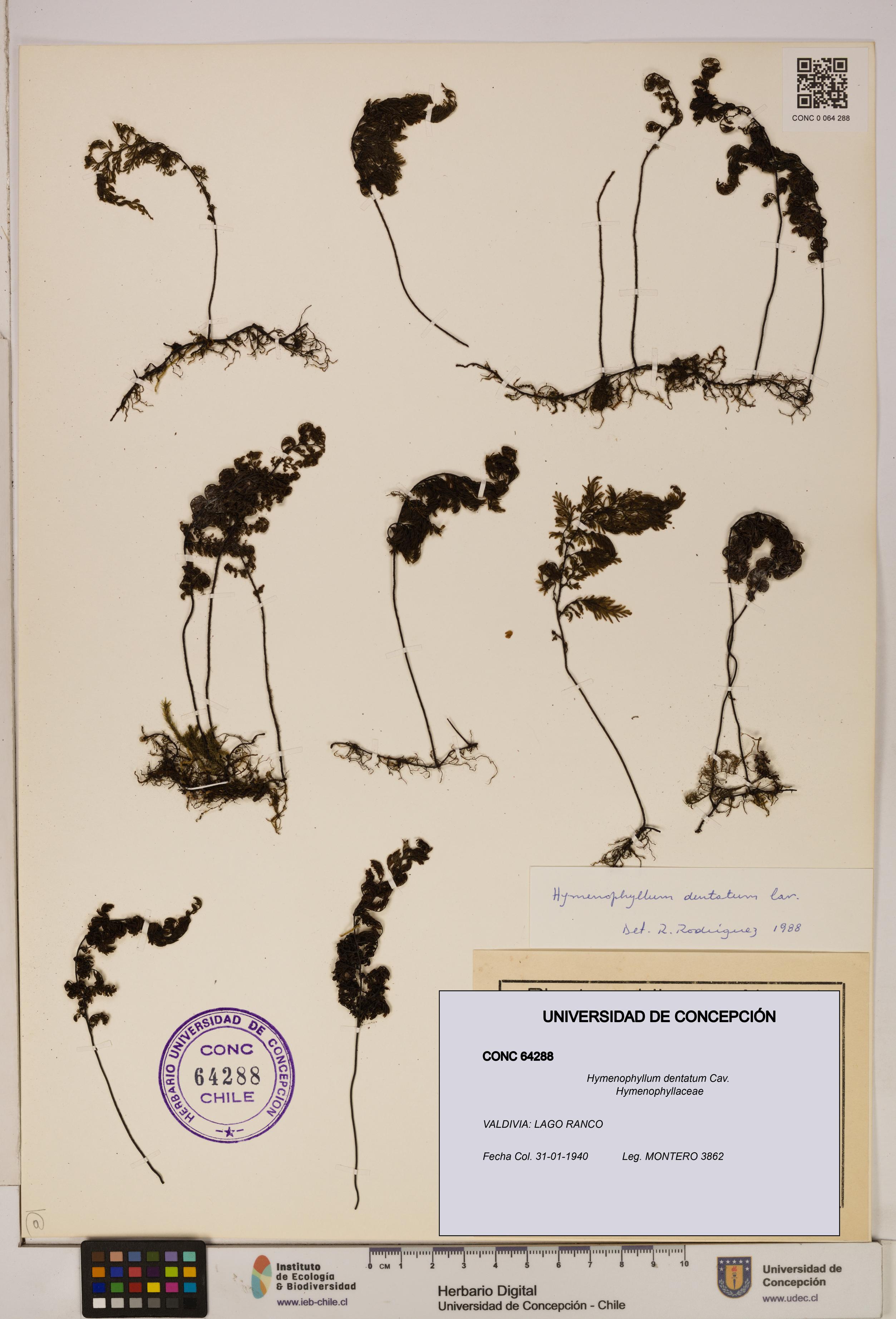 Hymenophyllum dentatum [Espécimen: UDEC:CONC:0064288]
