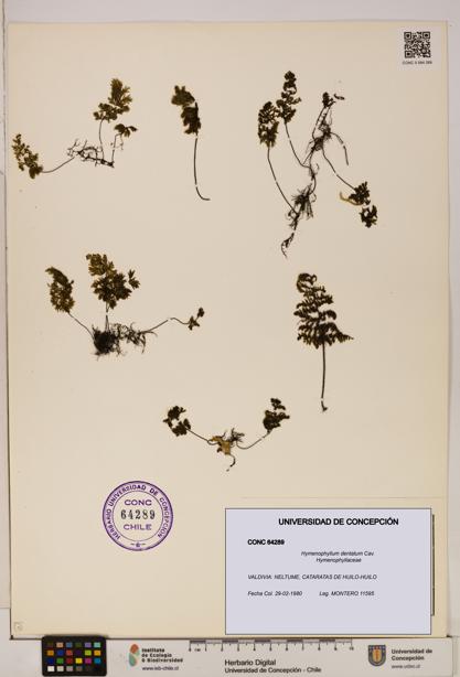 Hymenophyllum dentatum [Espécimen: UDEC:CONC:0064289]