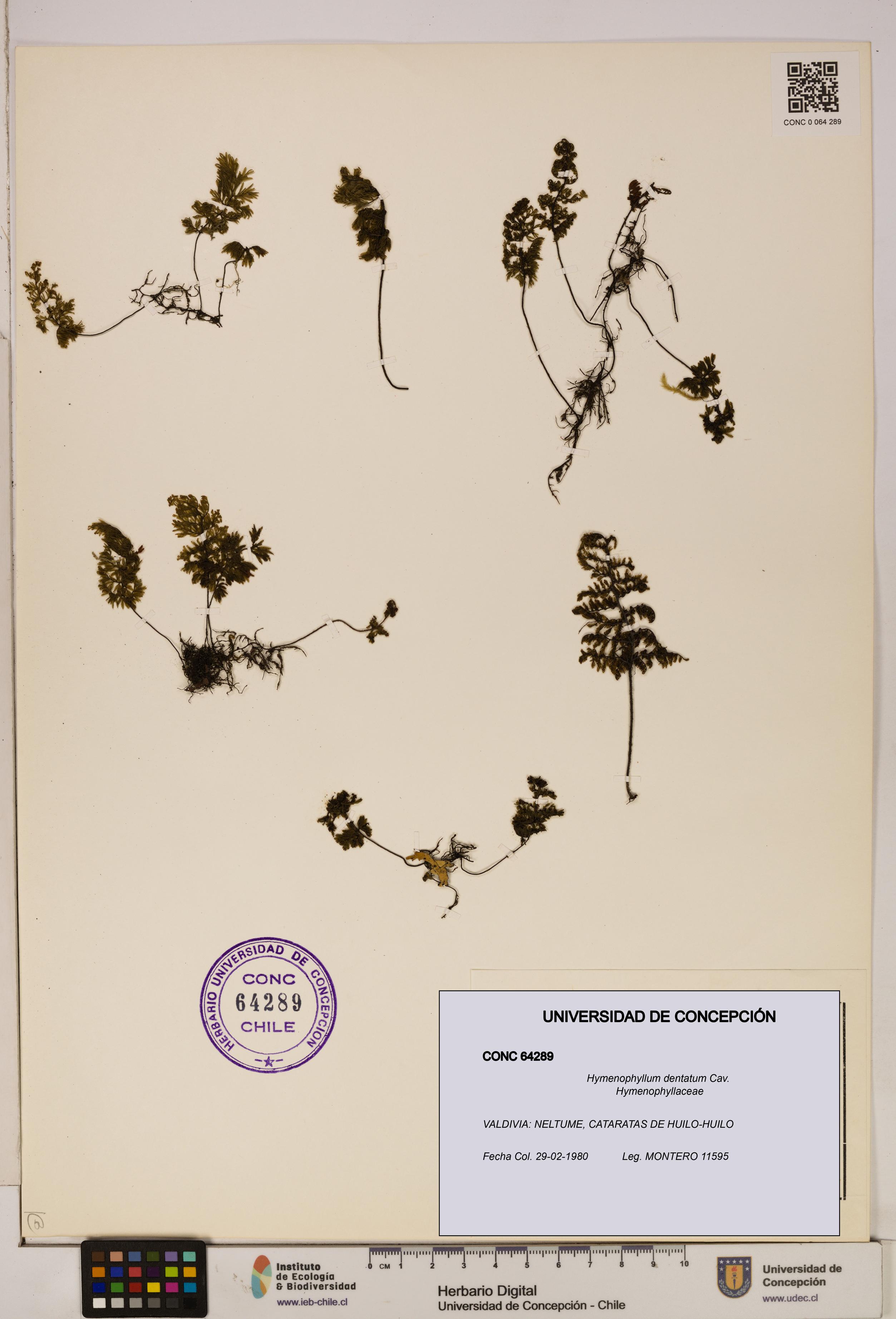 Hymenophyllum dentatum [Espécimen: UDEC:CONC:0064289]