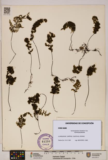 Hymenophyllum dentatum [Espécimen: UDEC:CONC:0064290]