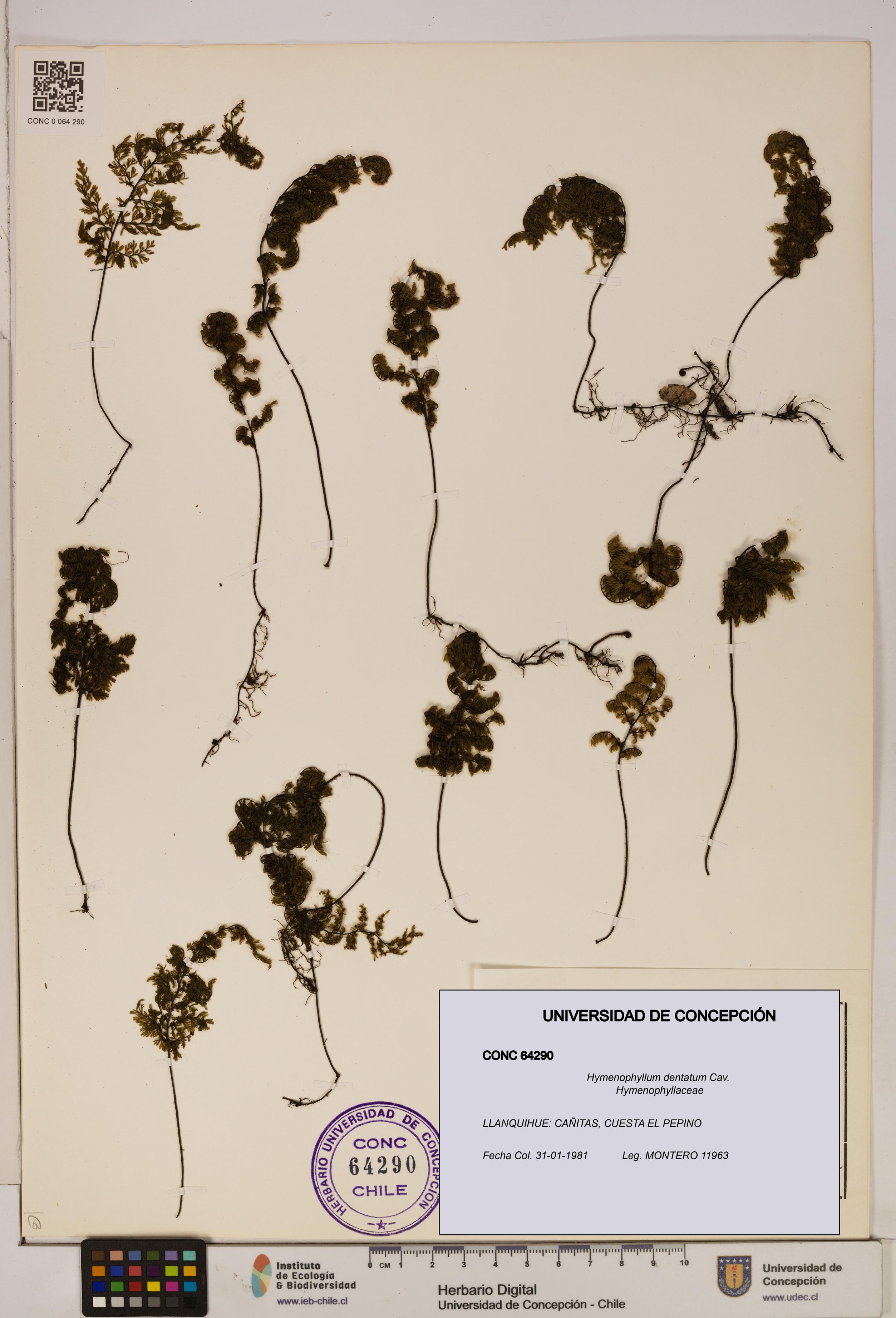 Hymenophyllum dentatum [Espécimen: UDEC:CONC:0064290]