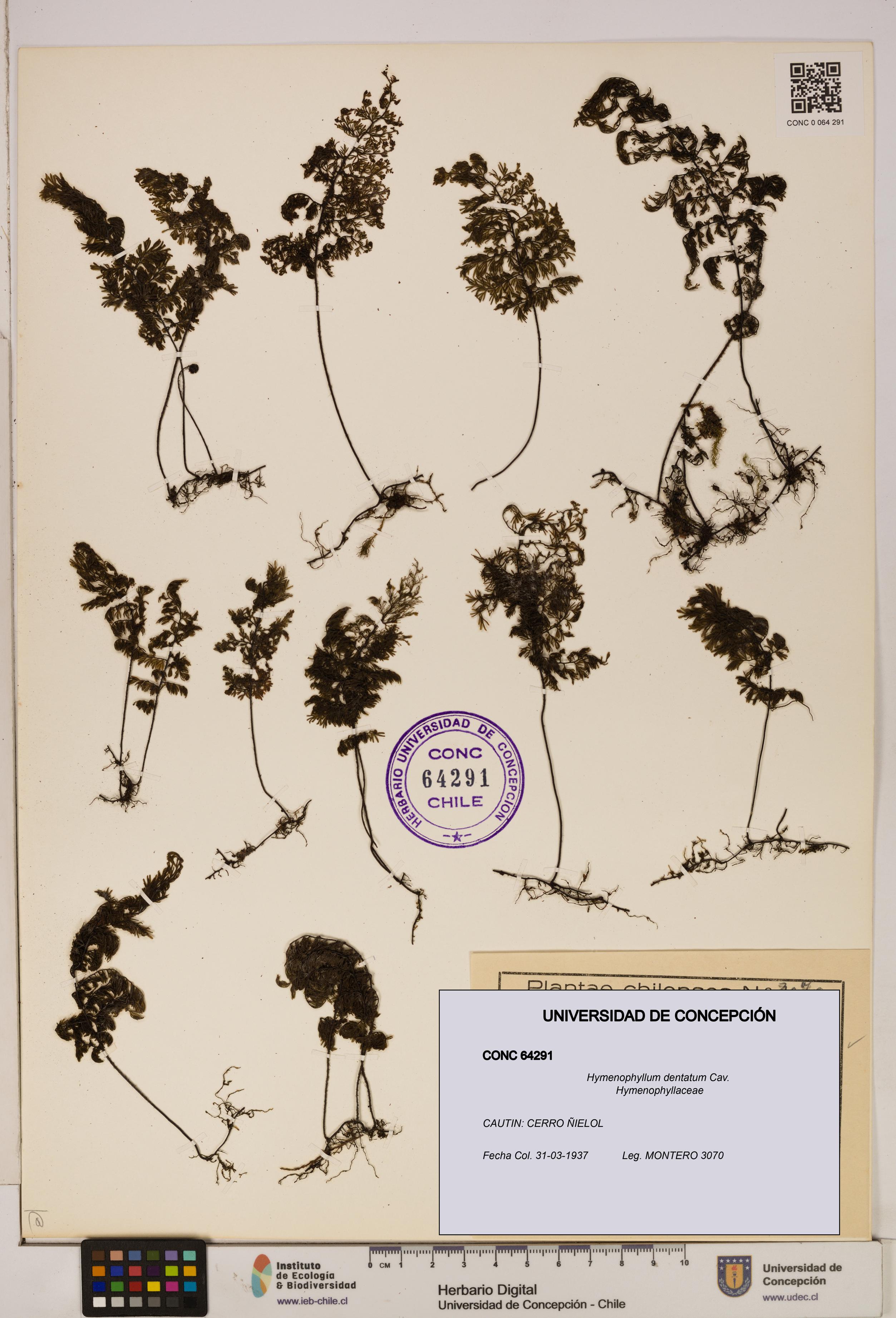 Hymenophyllum dentatum [Espécimen: UDEC:CONC:0064291]