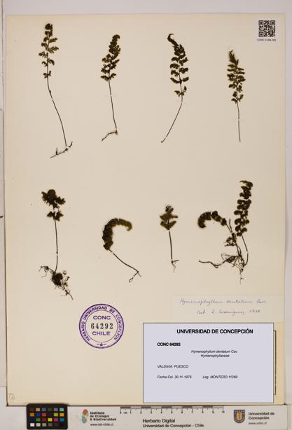 Hymenophyllum dentatum [Espécimen: UDEC:CONC:0064292]
