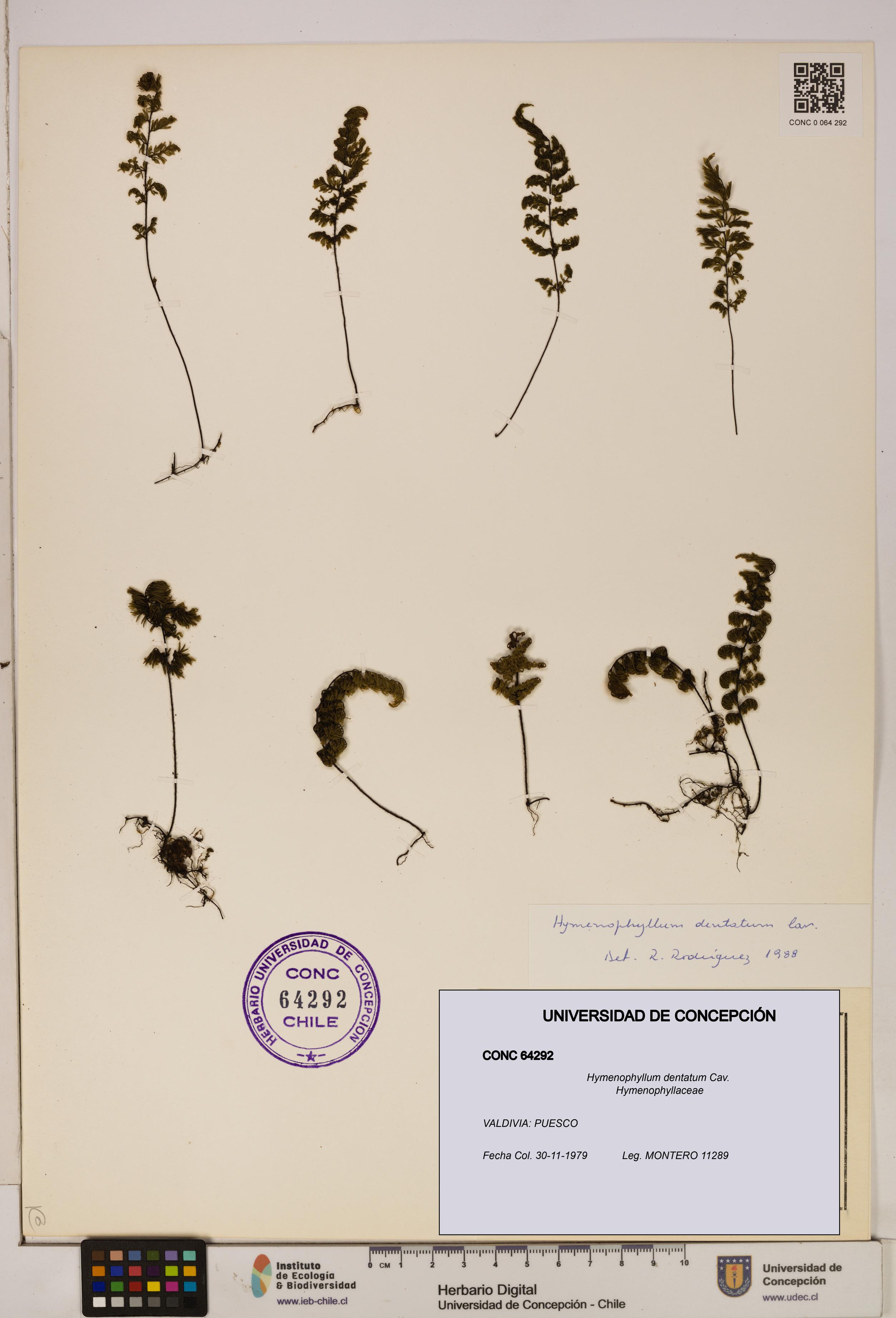 Hymenophyllum dentatum [Espécimen: UDEC:CONC:0064292]