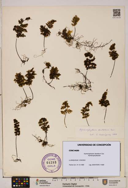 Hymenophyllum dentatum [Espécimen: UDEC:CONC:0064293]