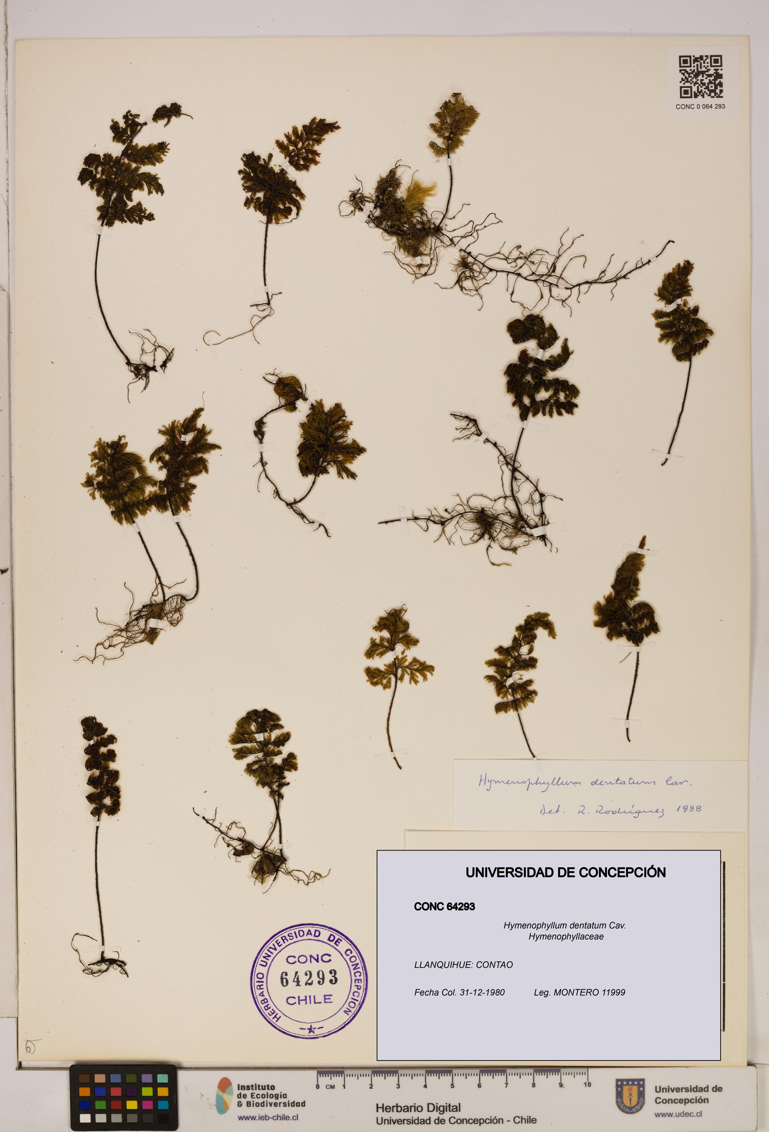 Hymenophyllum dentatum [Espécimen: UDEC:CONC:0064293]