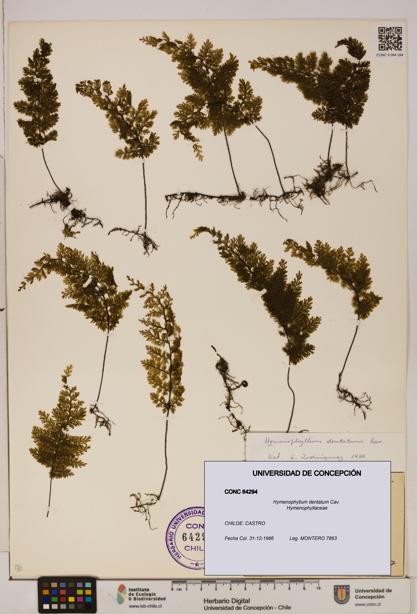 Hymenophyllum dentatum [Espécimen: UDEC:CONC:0064294]