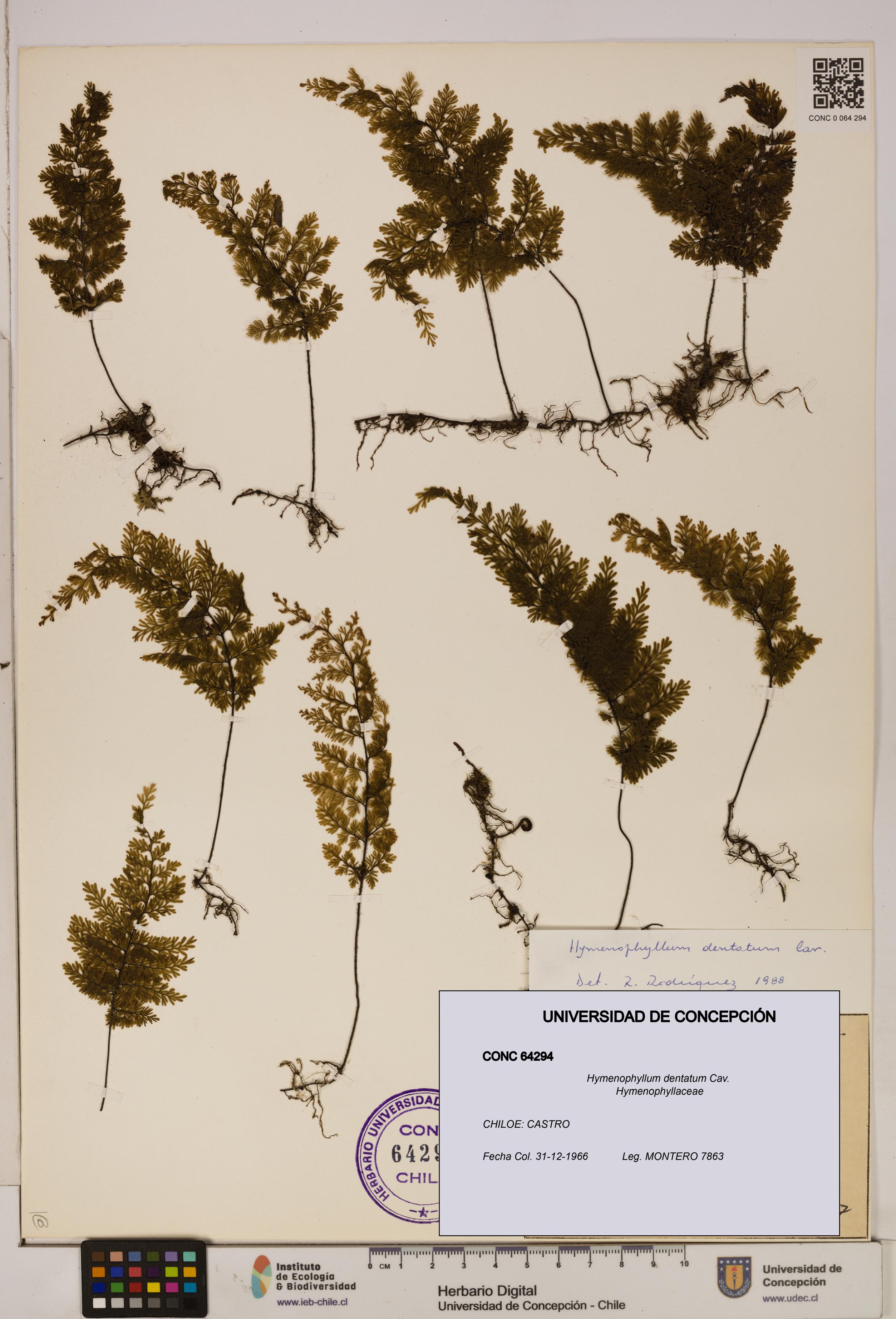 Hymenophyllum dentatum [Espécimen: UDEC:CONC:0064294]