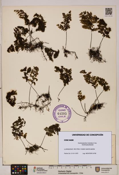 Hymenophyllum dentatum [Espécimen: UDEC:CONC:0064295]