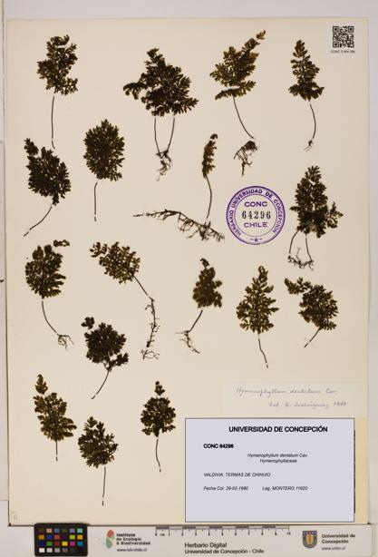 Hymenophyllum dentatum [Espécimen: UDEC:CONC:0064296]