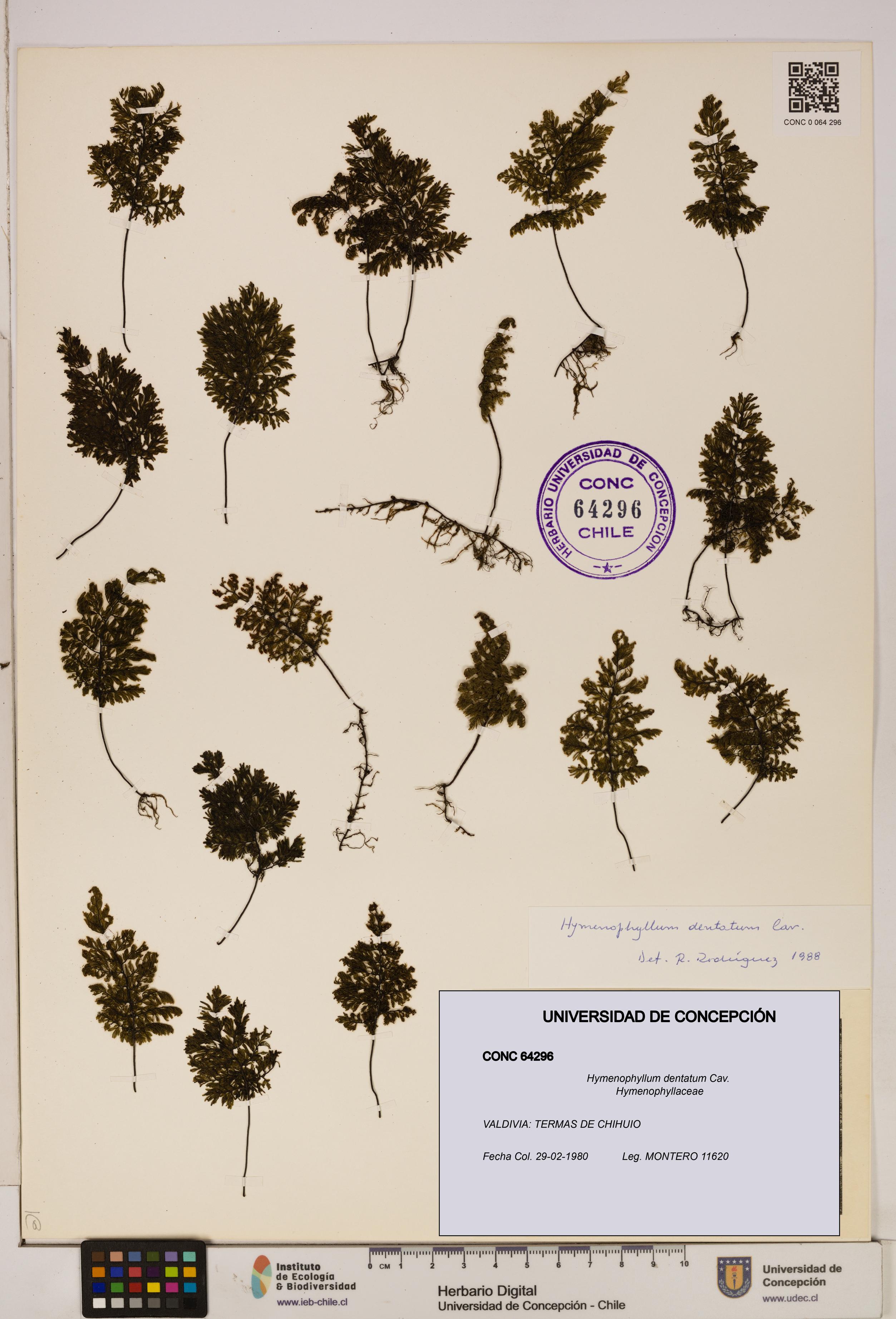 Hymenophyllum dentatum [Espécimen: UDEC:CONC:0064296]