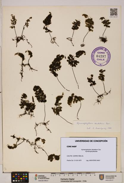 Hymenophyllum dentatum [Espécimen: UDEC:CONC:0064297]