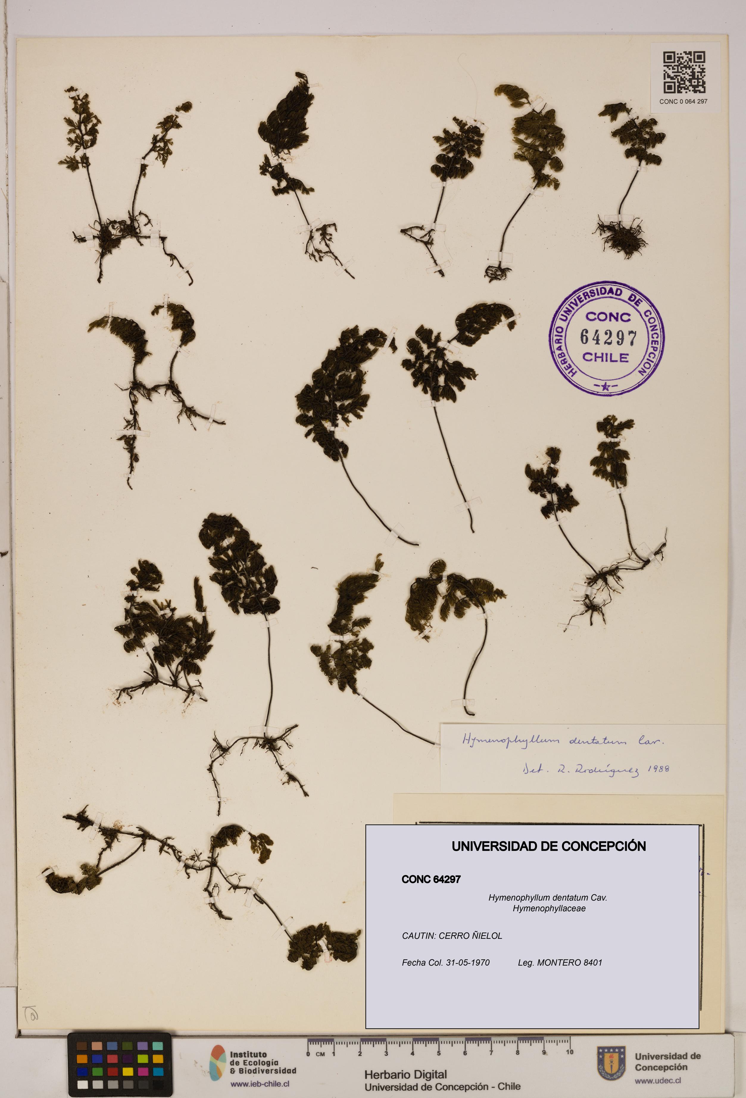 Hymenophyllum dentatum [Espécimen: UDEC:CONC:0064297]